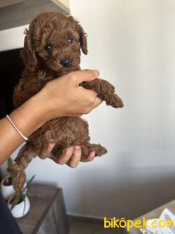 Küçük Irk Kore-toy Poodle Gerçek Red Browns Renginde 2