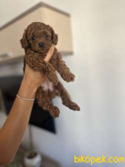 Küçük Irk Kore-toy Poodle Gerçek Red Browns Renginde 1