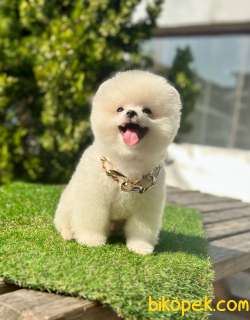 Küçük Irk Pomeranian Bebekler 3