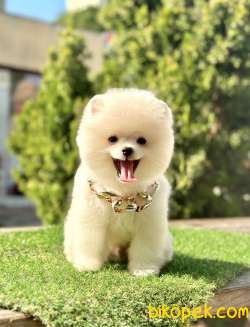 Küçük Irk Pomeranian Bebekler 4