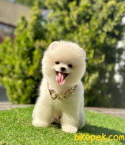 Küçük Irk Pomeranian Bebekler 1