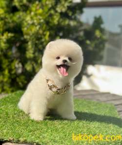 Küçük Irk Pomeranian Bebekler 2