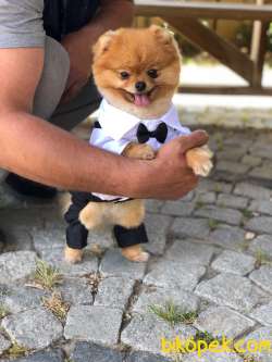 KÜÇÜK IRK POMERANİAN BO 3