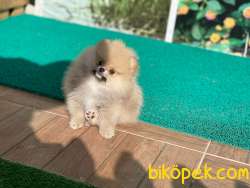 Küçük Prensimiz Tam Bir Teddybear 3
