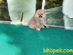 Küçük Prensimiz Tam Bir Teddybear 4