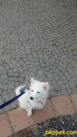 Küçük Spitz 1