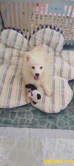 Küçük Spitz 5