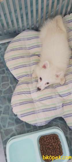 Küçük Spitz 3