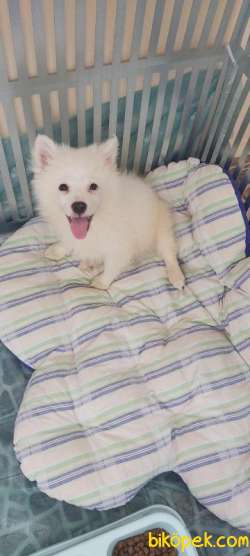 Küçük Spitz 2