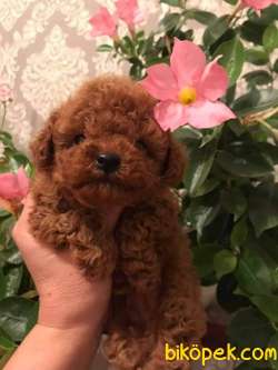 KURABIYE SURAT RED BROWN TOY POODLE 1