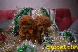KURABIYE SURAT RED BROWN TOY POODLE 3