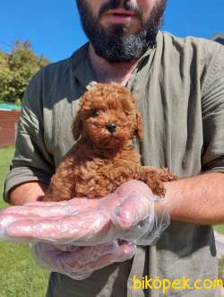 KURABIYE SURAT RED BROWN TOY POODLE 2