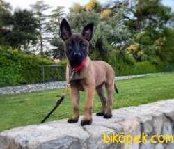 Kurtarma Köpeği Belçika Malinois Kurdu 3