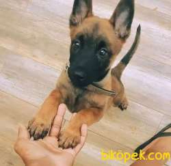 Kurtarma Köpeği Belçika Malinois Kurdu