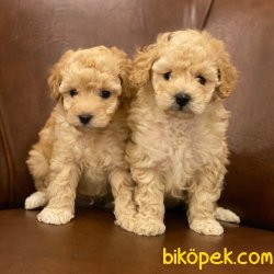 Kusursuz Apricot Toy Poodle Yavrularımız 2