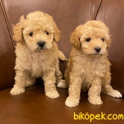 Kusursuz Apricot Toy Poodle Yavrularımız 1