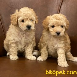 Kusursuz Apricot Toy Poodle Yavrularımız 5
