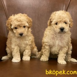 Kusursuz Apricot Toy Poodle Yavrularımız 3