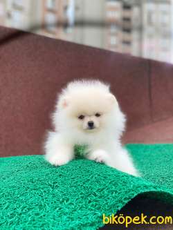 KUSURSUZ EN KALİTELİPOMERANİAN BOO 2