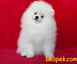 KUSURSUZ KARBEYAZ SHOW CLASS POMERANİAN BOO YAVRULARIMIZ 5