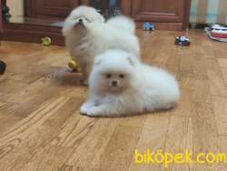 KUSURSUZ KARBEYAZ SHOW CLASS POMERANİAN BOO YAVRULARIMIZ 4