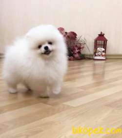 KUSURSUZ KARBEYAZ SHOW CLASS POMERANİAN BOO YAVRULARIMIZ 2