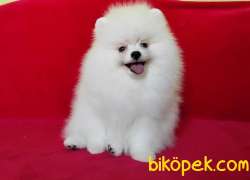KUSURSUZ KARBEYAZ SHOW CLASS POMERANİAN BOO YAVRULARIMIZ 3