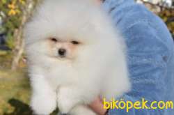 KUSURSUZ KARBEYAZ SHOW CLASS POMERANİAN BOO YAVRULARIMIZ 1