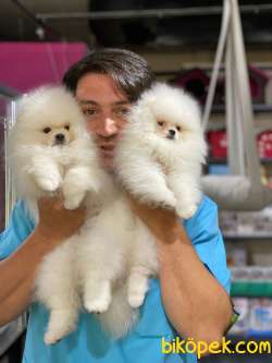 KUSURSUZ KARBEYAZ SHOW KALİTE SAFKAN TEDDYBEAR POMERANİAN BOOLAR 3