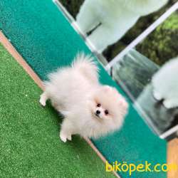 KUSURSUZ KARBEYAZ SHOW KALİTE SAFKAN TEDDYBEAR POMERANİAN BOOLAR 2
