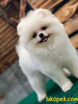 KUSURSUZ KARBEYAZ TEDDYBEAR POMERANİAN BOO 4