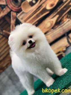 KUSURSUZ KARBEYAZ TEDDYBEAR POMERANİAN BOO 3