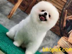 KUSURSUZ KARBEYAZ TEDDYBEAR POMERANİAN BOO 5