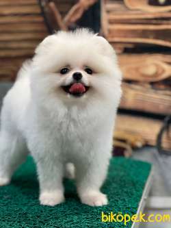 KUSURSUZ KARBEYAZ TEDDYBEAR POMERANİAN BOO 1