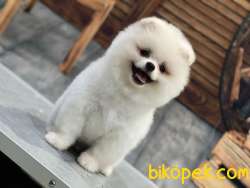 KUSURSUZ KARBEYAZ TEDDYBEAR POMERANİAN BOO 2