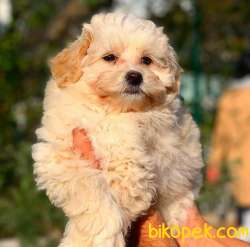 Kusursuz Maltipoo Yavrumuz Sizlerle 3