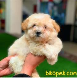 Kusursuz Maltipoo Yavrumuz Sizlerle 5