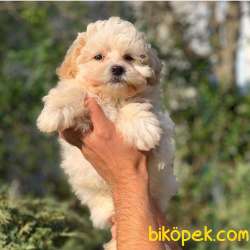 Kusursuz Maltipoo Yavrumuz Sizlerle 1