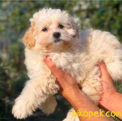 Kusursuz Maltipoo Yavrumuz Sizlerle 2