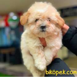 Kusursuz Maltipoo Yavrumuz Sizlerle 4
