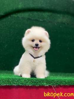 Kusursuz Pomeranian Boo Yavrular 4