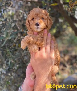 Kusursuz Red Toy Poodle Yavrularımız 4