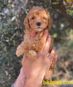 Kusursuz Red Toy Poodle Yavrularımız 3