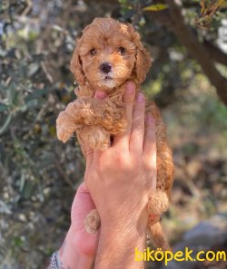 Kusursuz Red Toy Poodle Yavrularımız 1