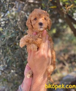 Kusursuz Red Toy Poodle Yavrularımız 5