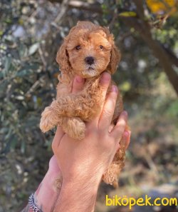 Kusursuz Red Toy Poodle Yavrularımız 2