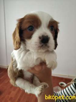 Küt Burun Cavalier King Charles Spaniel Bebeklerim 3
