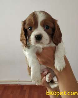Küt Burun Cavalier King Charles Spaniel Bebeklerim 1