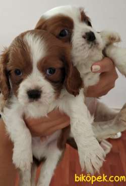 Küt Burun Cavalier King Charles Spaniel Bebeklerim 4