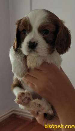 Küt Burun Cavalier King Charles Spaniel Bebeklerim 5